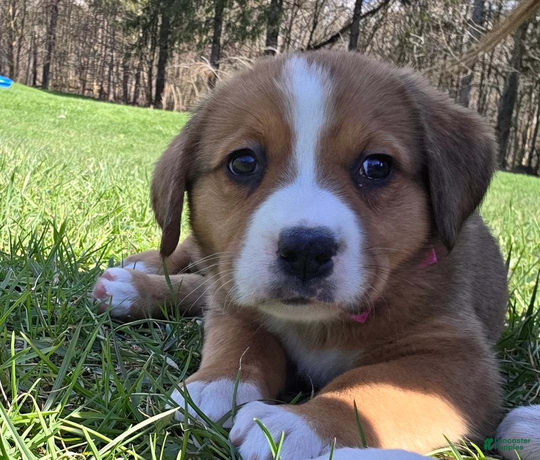 Mixed Breed dogs for sale: Mixed Breed Puppy 5 - Ad 2
