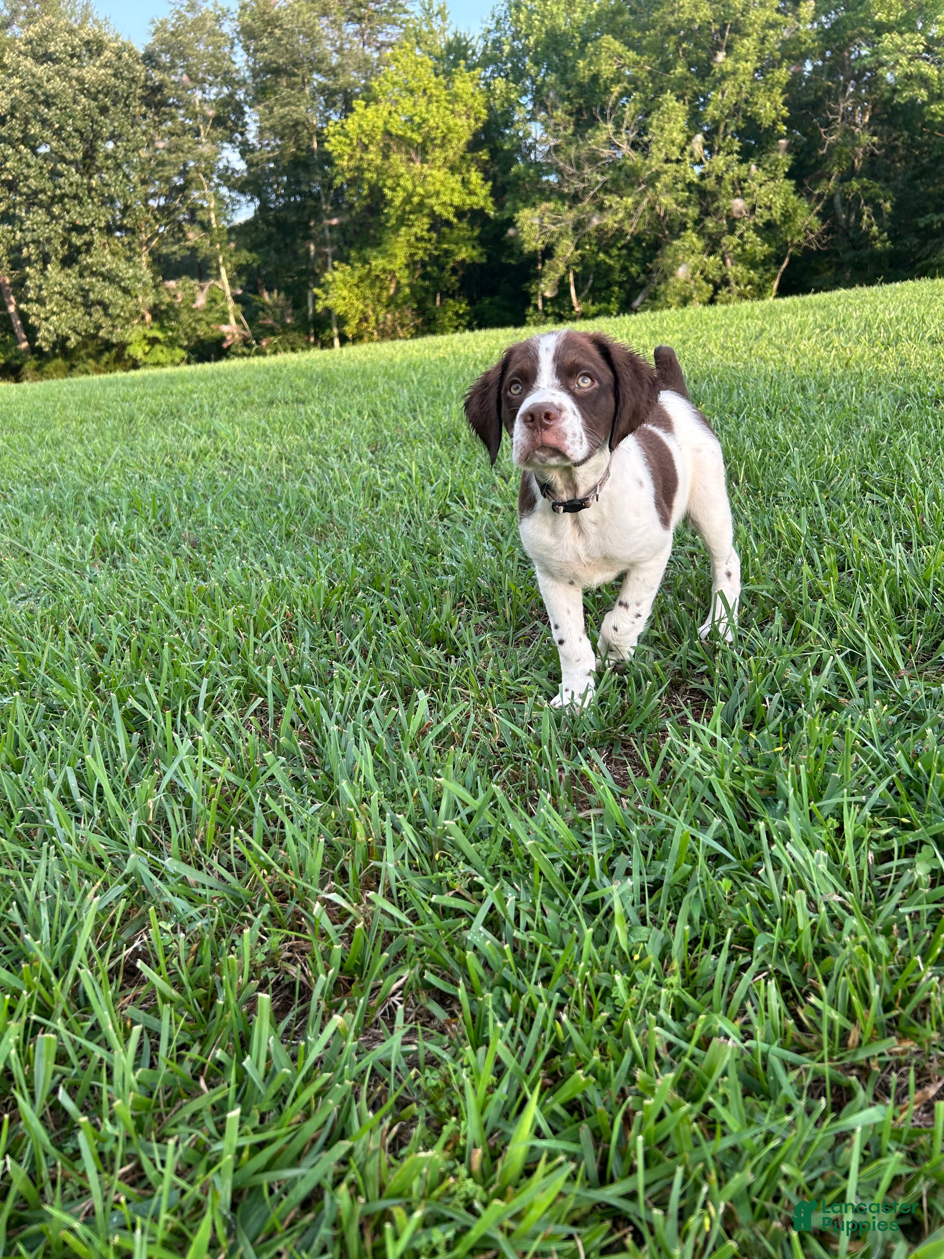 Brittany Spaniel dogs Brittany Spaniel 1 - Ad 12