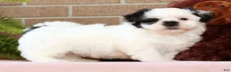 Malshi dogs for sale: Panda - Ad 3