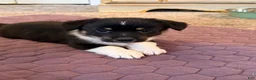 Mixed Breed dogs for sale: Mixed Breed 1 - Ad 4