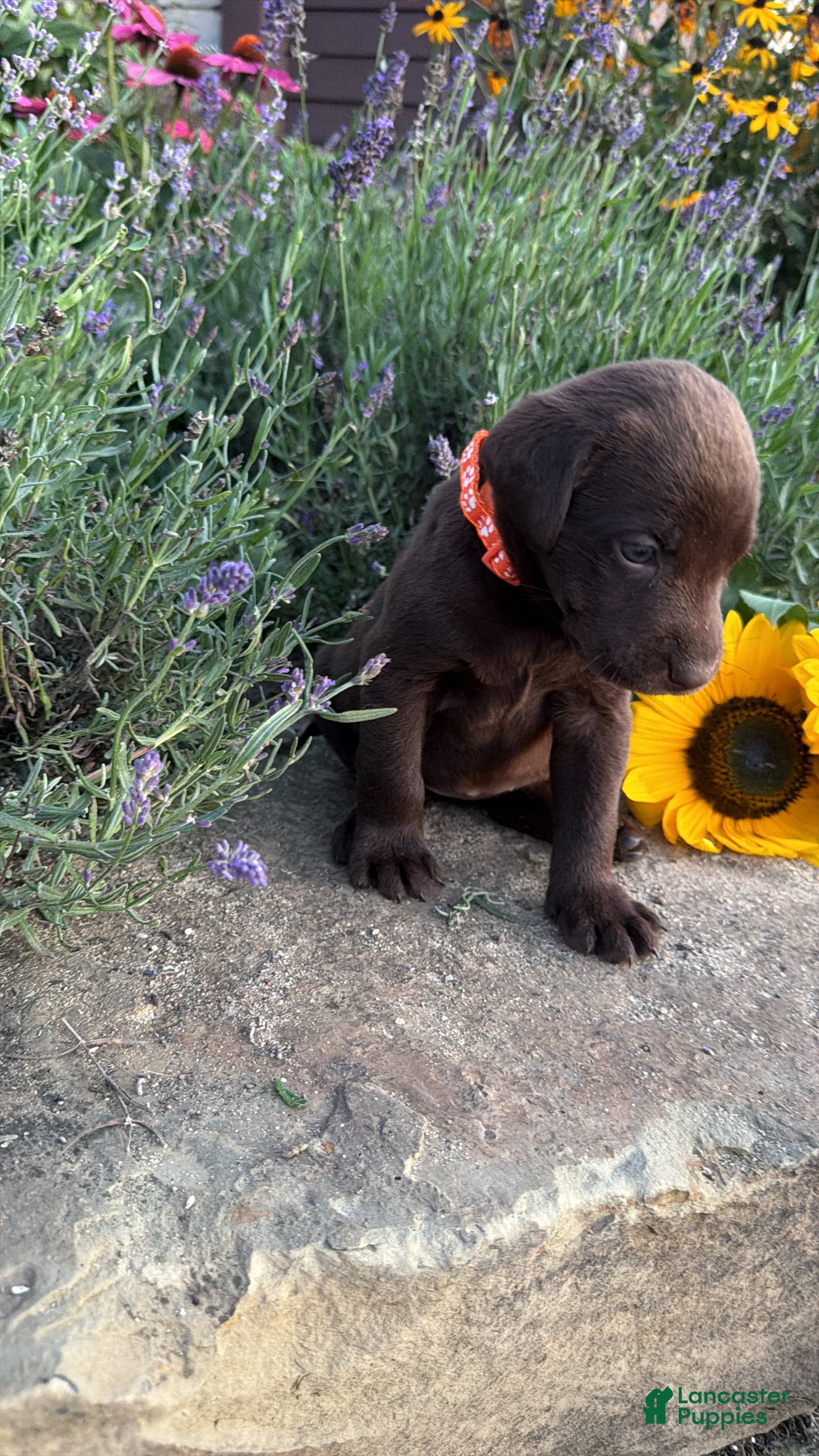 Labrador Retriever dogs Marigold  - Ad 2