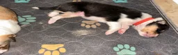 Collie dogs for sale: Ash - reserved for Jen - Ad 4