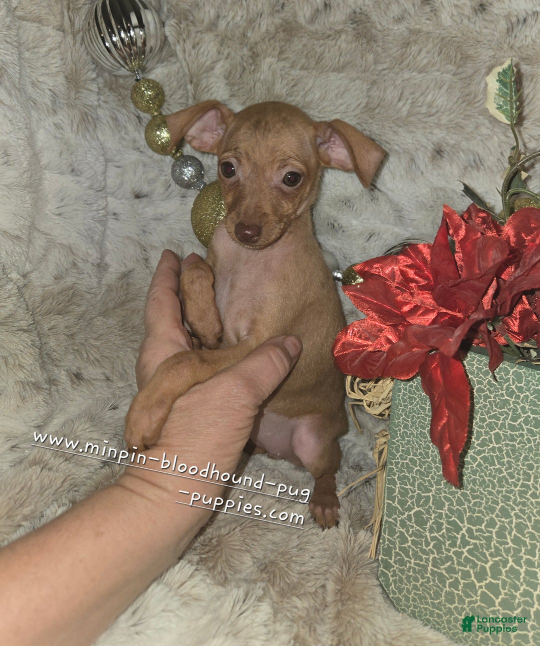 Miniature Pinscher dogs for sale: Diane stag chocolate brindle  - Ad 9