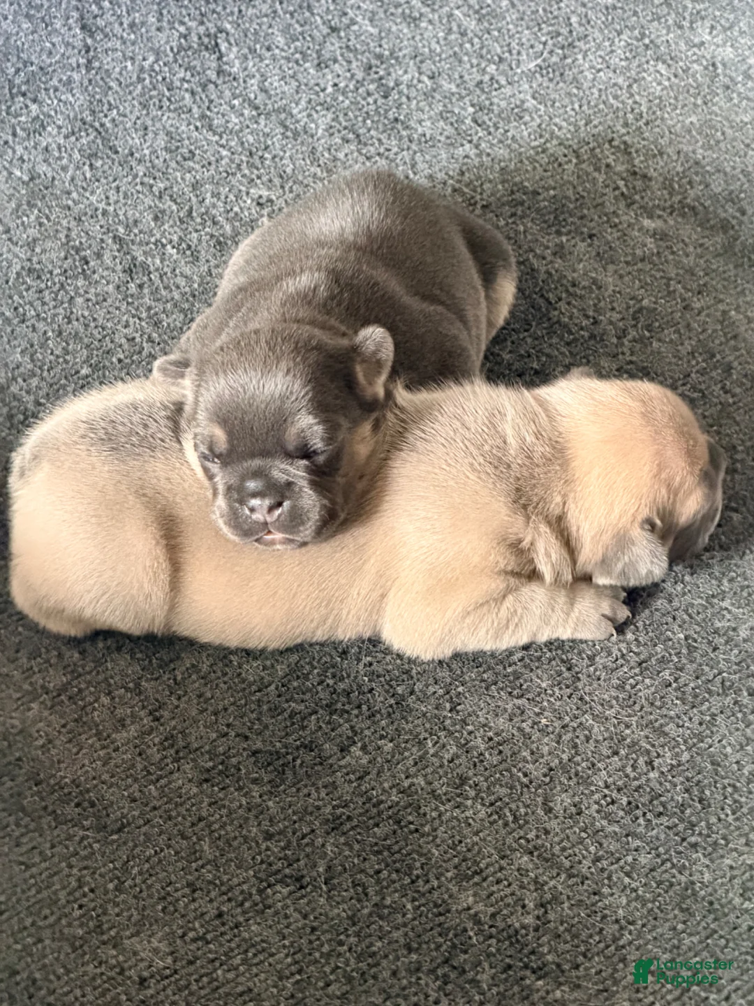 French Bulldog dogs for sale: Max - Ad 20