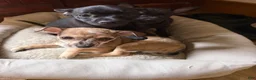 Chihuahua dogs for sale: Gizzi - Ad 10
