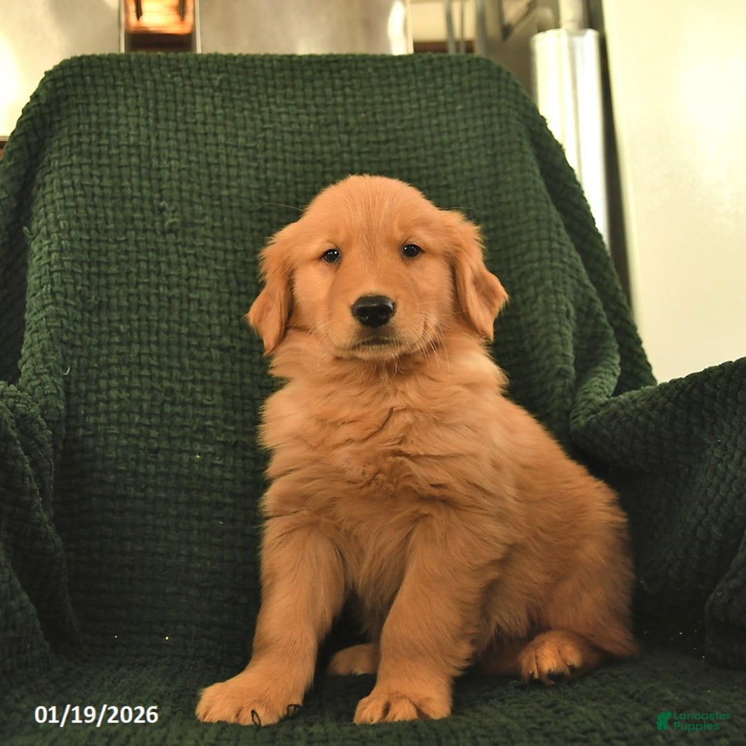 Golden Retriever dogs for sale: Ranger  - Ad 3