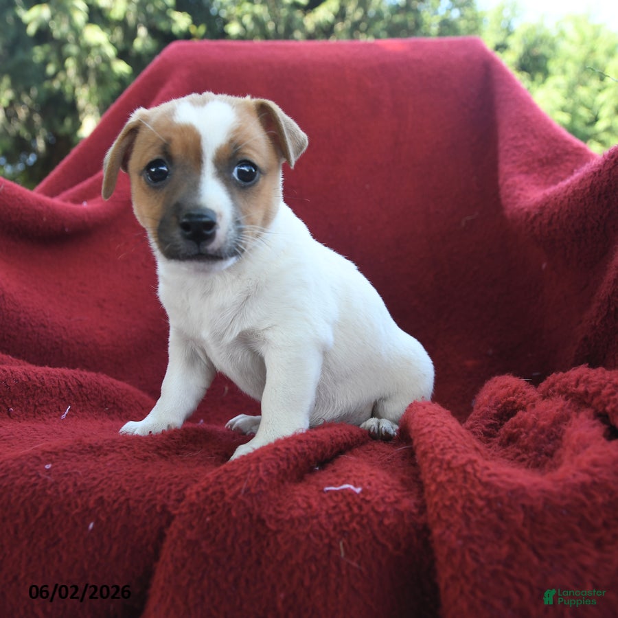Jack Russell Terrier dogs for sale: Peanuts - Ad 1