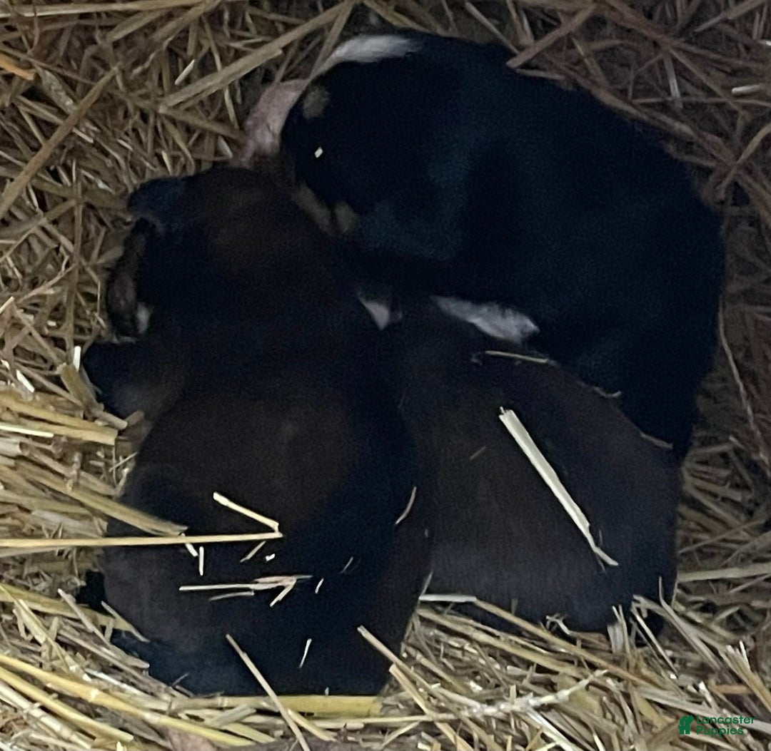 Mixed Breed dogs for sale: Tibetan Mastiff/Bernese Mountain Dog Male 2 - Ad 17