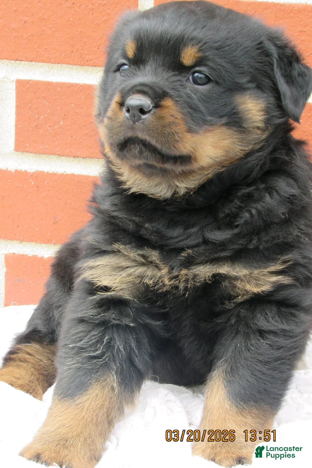 Rottweiler dogs for sale: Rottweiler Puppy 2 Clover - Ad 2