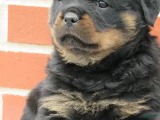 Rottweiler dogs Rottweiler Puppy 2 Clover - Ad 41