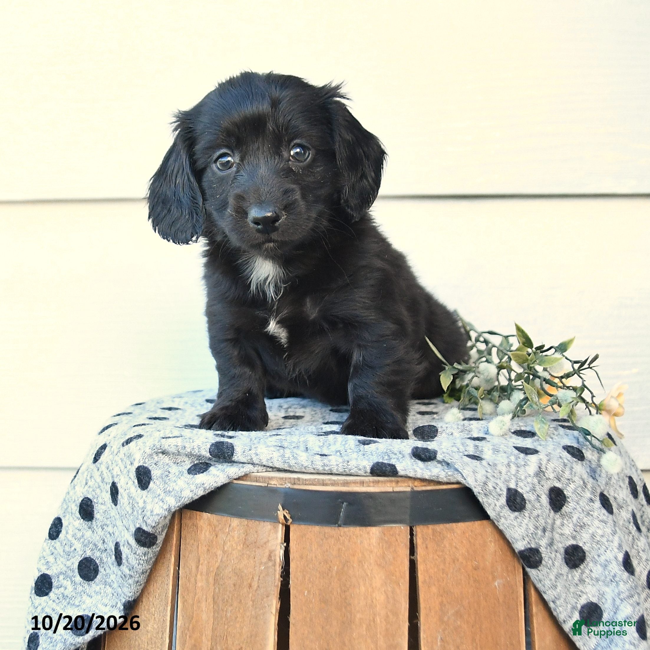 Miniature Dachshund dogs for sale: Daisy - Ad 2