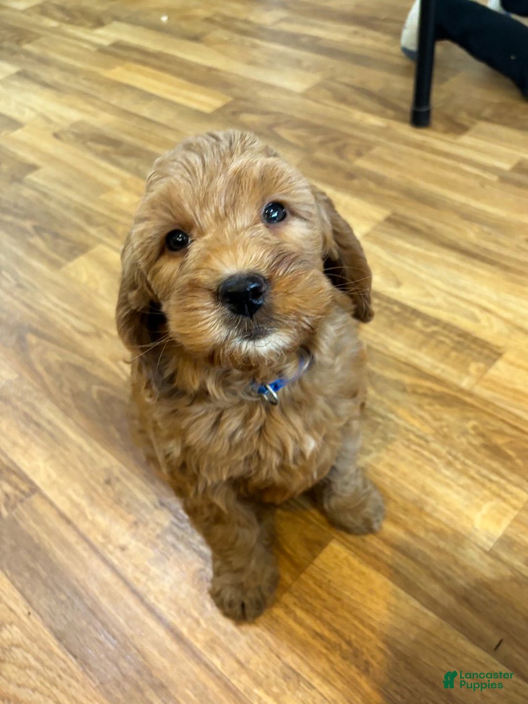 Mini Goldendoodle dogs for sale: Pepper - Ad 10