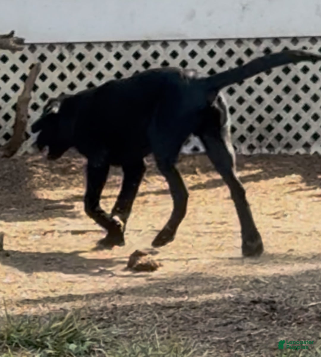 Labrador Retriever dogs for sale: Labrador Retriever Puppy 1 - Ad 6
