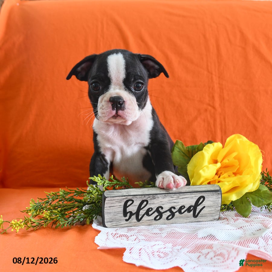 Boston Terrier dogs Zares - Ad 1