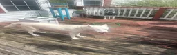 Gerberian Shepsky dogs for sale: Gerberian Shepsky 7 - Ad 3
