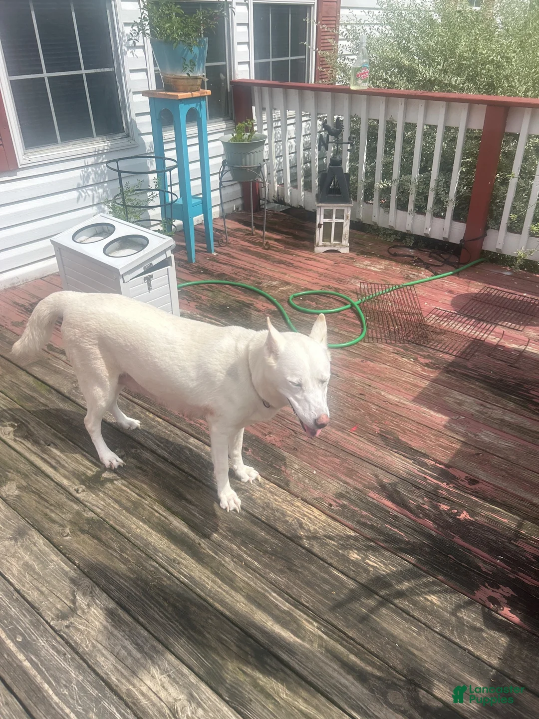 Gerberian Shepsky dogs for sale: Gerberian Shepsky 7 - Ad 3