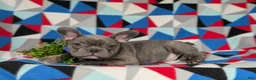 French Bulldog dogs for sale: Duffy - Ad 6