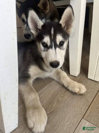 Siberian Husky dogs Siberian Husky Puppy 1 - Ad 3