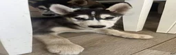 Siberian Husky dogs for sale: Siberian Husky Puppy 1 - Ad 1