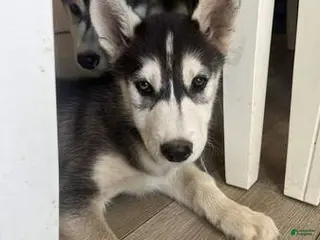 Siberian Husky dogs Siberian Husky Puppy 1 - Ad 3