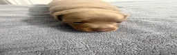 Miniature Dachshund dogs for sale: Miniature Dachshund 1 - Ad 4
