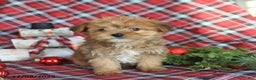 Yorkiepoo dogs for sale: Teddy Bear - Ad 3
