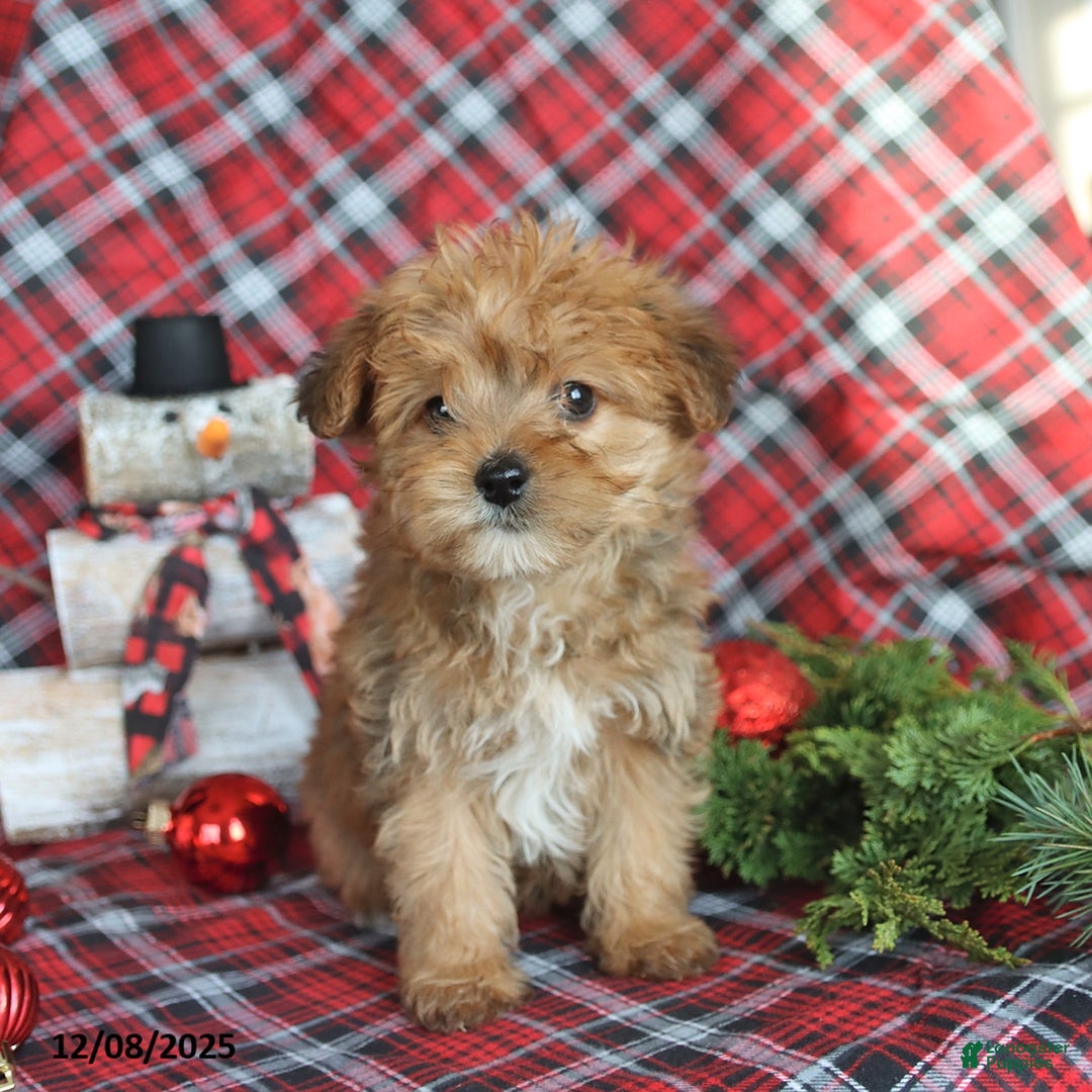 Yorkiepoo dogs for sale: Teddy Bear - Ad 3