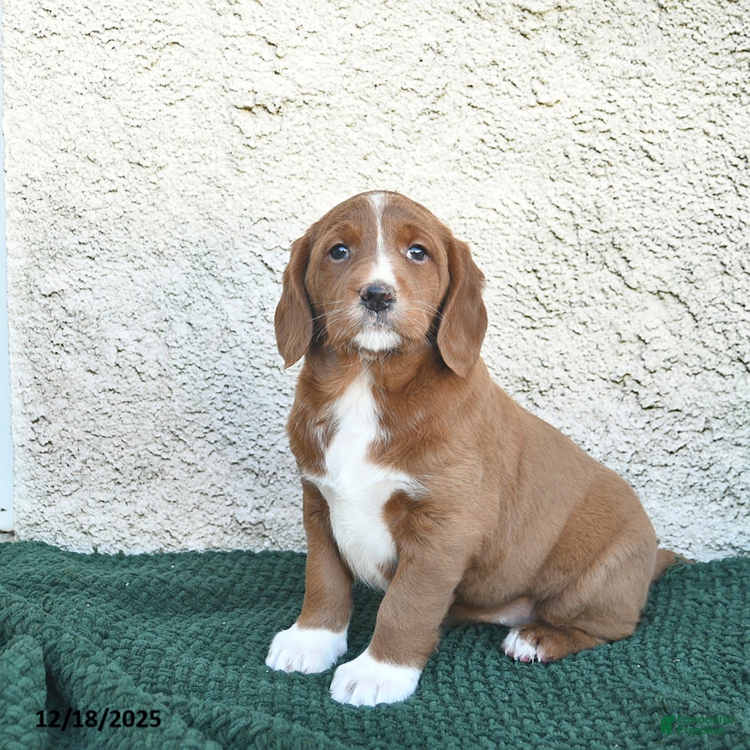 Labradoodle dogs for sale: Jingle  - Ad 2