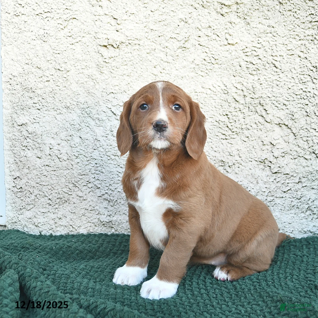 Labradoodle dogs for sale: Jingle  - Ad 2