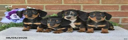 Miniature Dachshund dogs for sale: Pancho - Ad 4