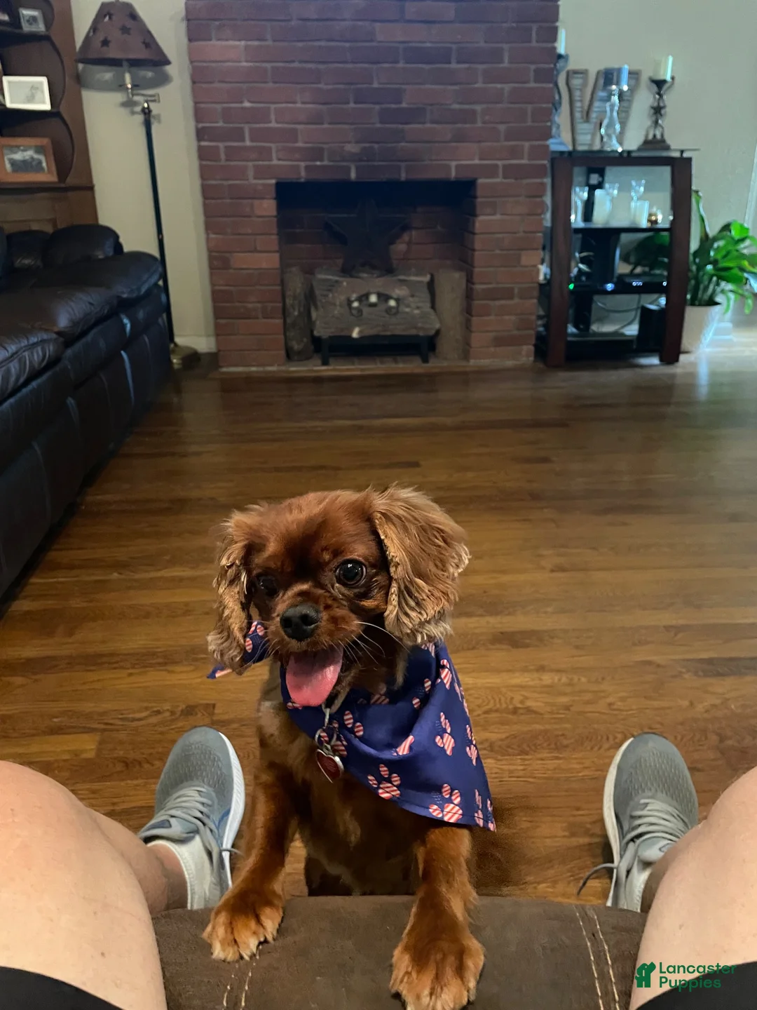 Cavalier King Charles Spaniel dogs for sale: Han Solo (Han) - Ad 2