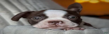 Boston Terrier 3