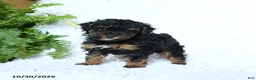 Toy Poodle dogs for sale: Brianna - Ad 3