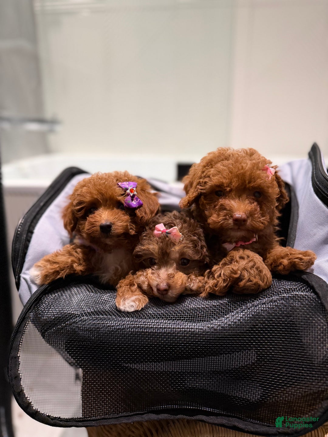 Toy Poodle dogs for sale: Teacup Kimmy - Ad 4