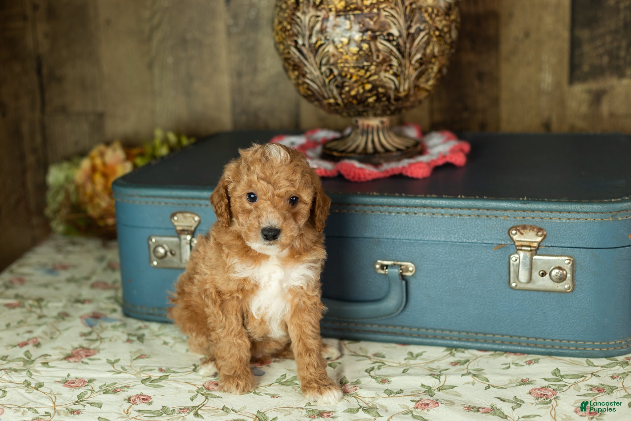 Mixed Breed dogs Toby  - Ad 16