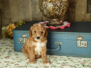 Mixed Breed dogs Toby - Ad 16