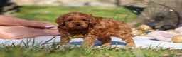 Cavapoo dogs for sale: Archie - Ad 5