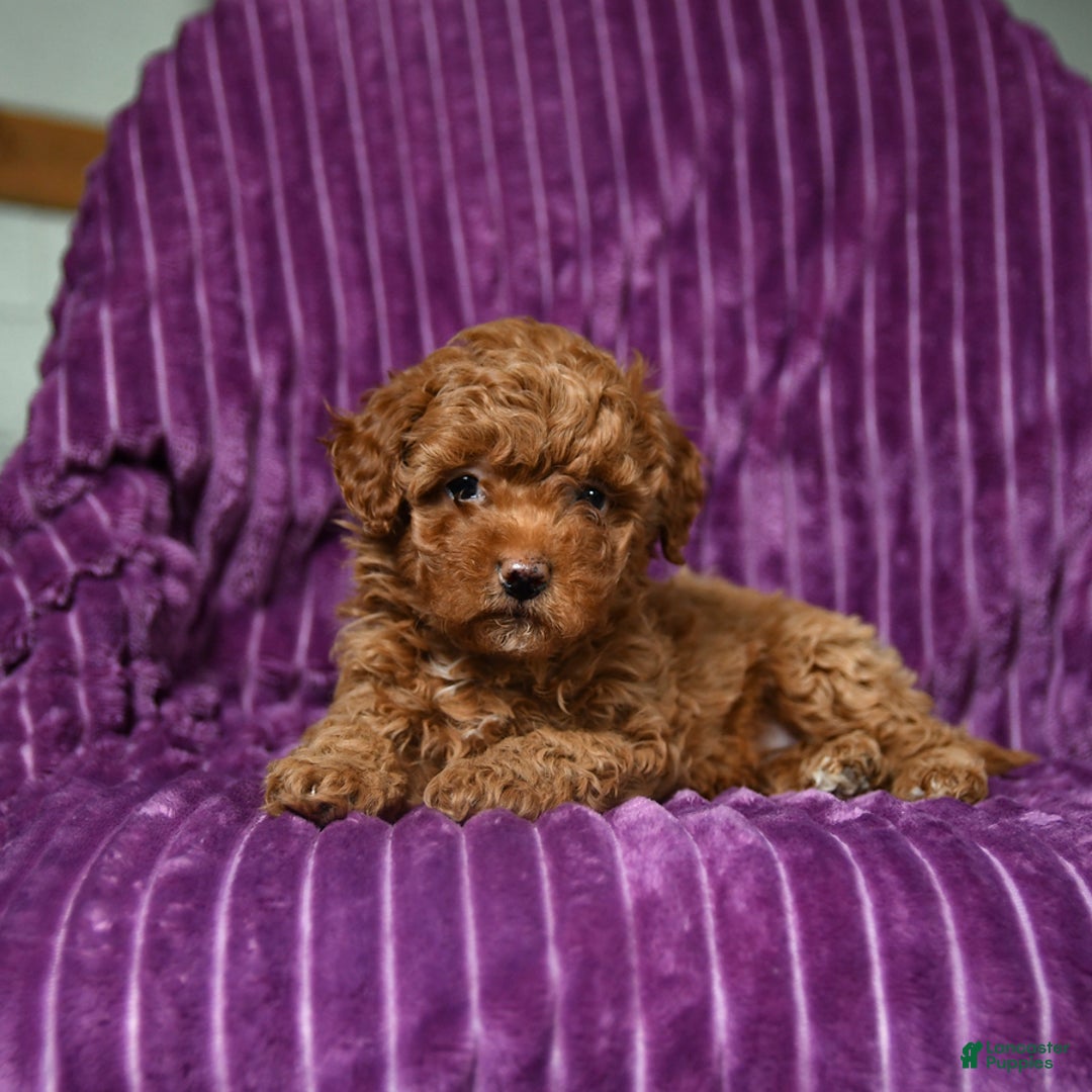 Miniature Poodle dogs for sale: Izzy - Ad 4