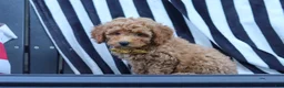 Miniature Poodle dogs for sale: James - Ad 7