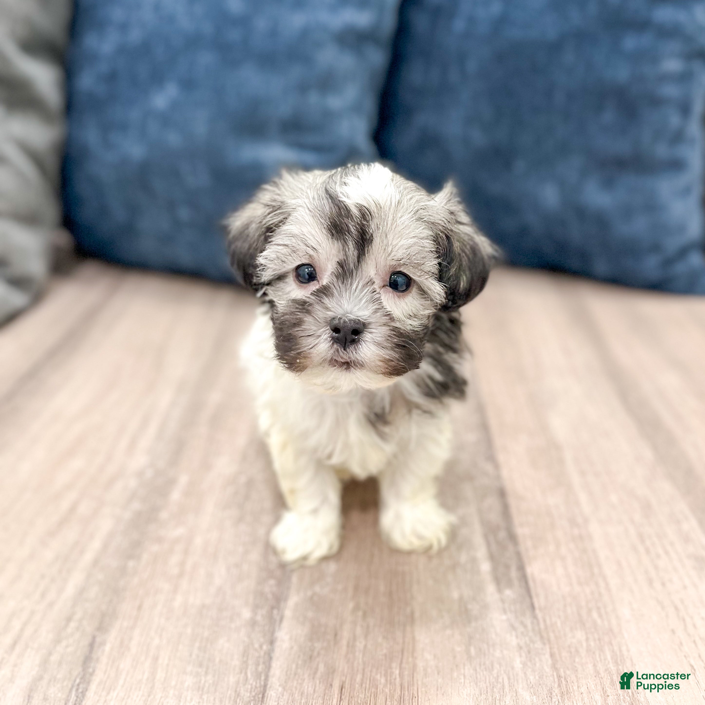 Havanese dogs Louis - Ad 2