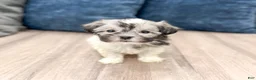 Havanese dogs for sale: Louis - Ad 2
