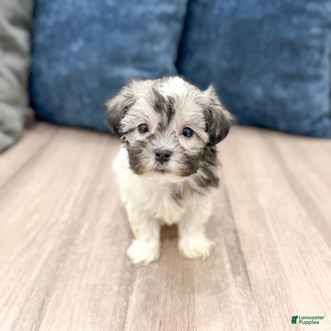 Havanese dogs for sale: Louis - Ad 2
