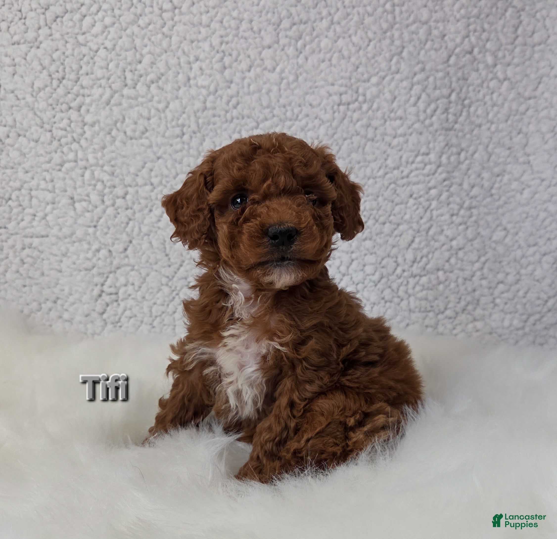 Miniature Poodle dogs Titi - Ad 8