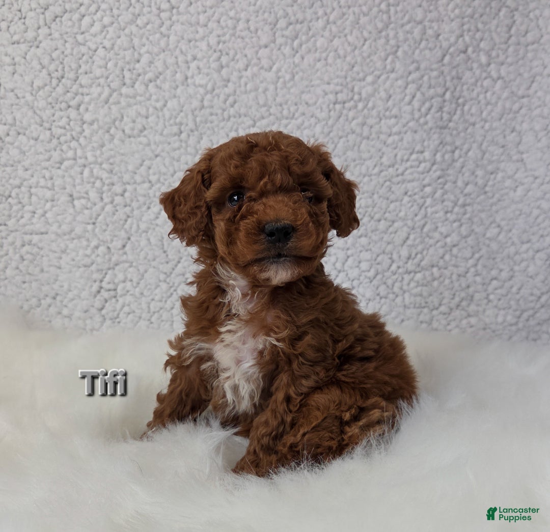 Miniature Poodle dogs for sale: Titi - Ad 1