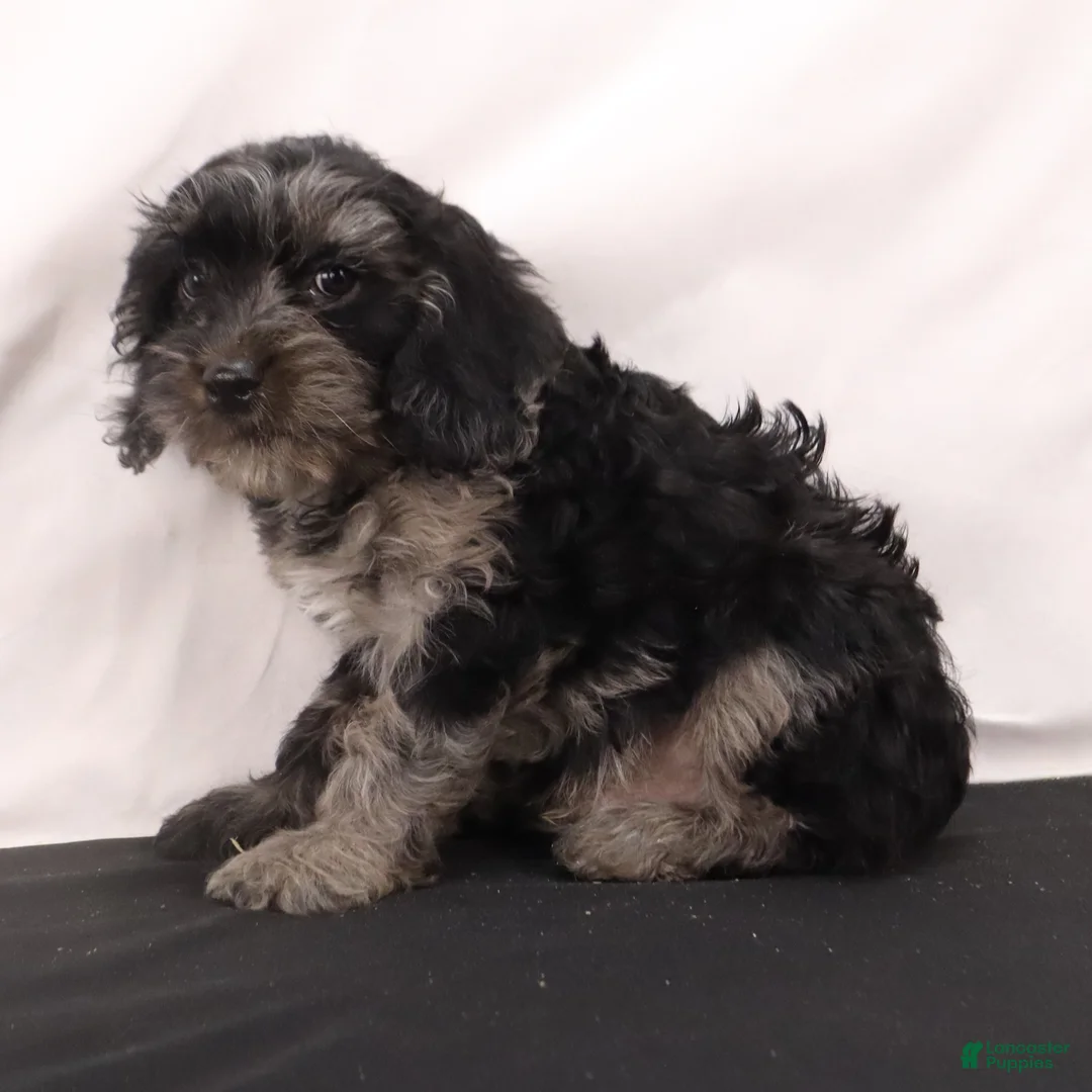 Cavapoo dogs for sale: Hank  - Ad 5