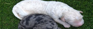 Goldendoodle 9