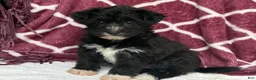 Yochon dogs for sale: Dixie - Ad 12