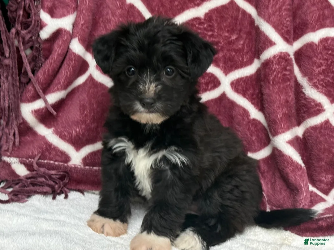 Yochon dogs for sale: Dixie - Ad 12