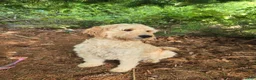 Bernedoodle dogs for sale: Tina - Ad 2