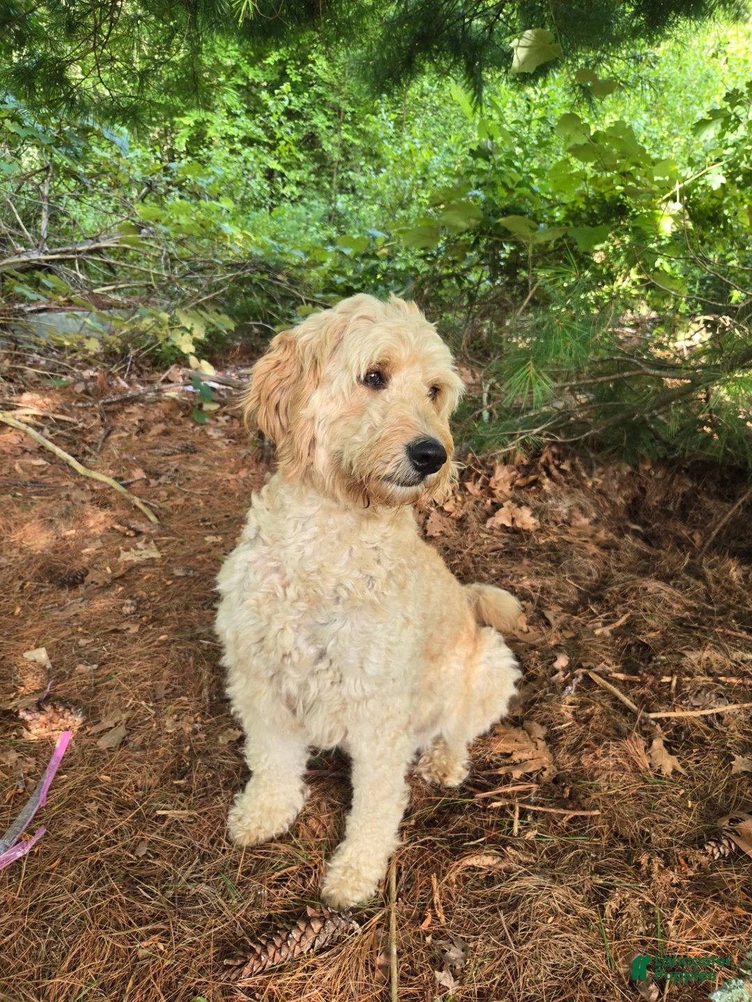 Bernedoodle dogs for sale: Tina - Ad 2